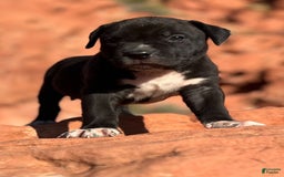 American Bully dogs for sale: Rocky - Image 4