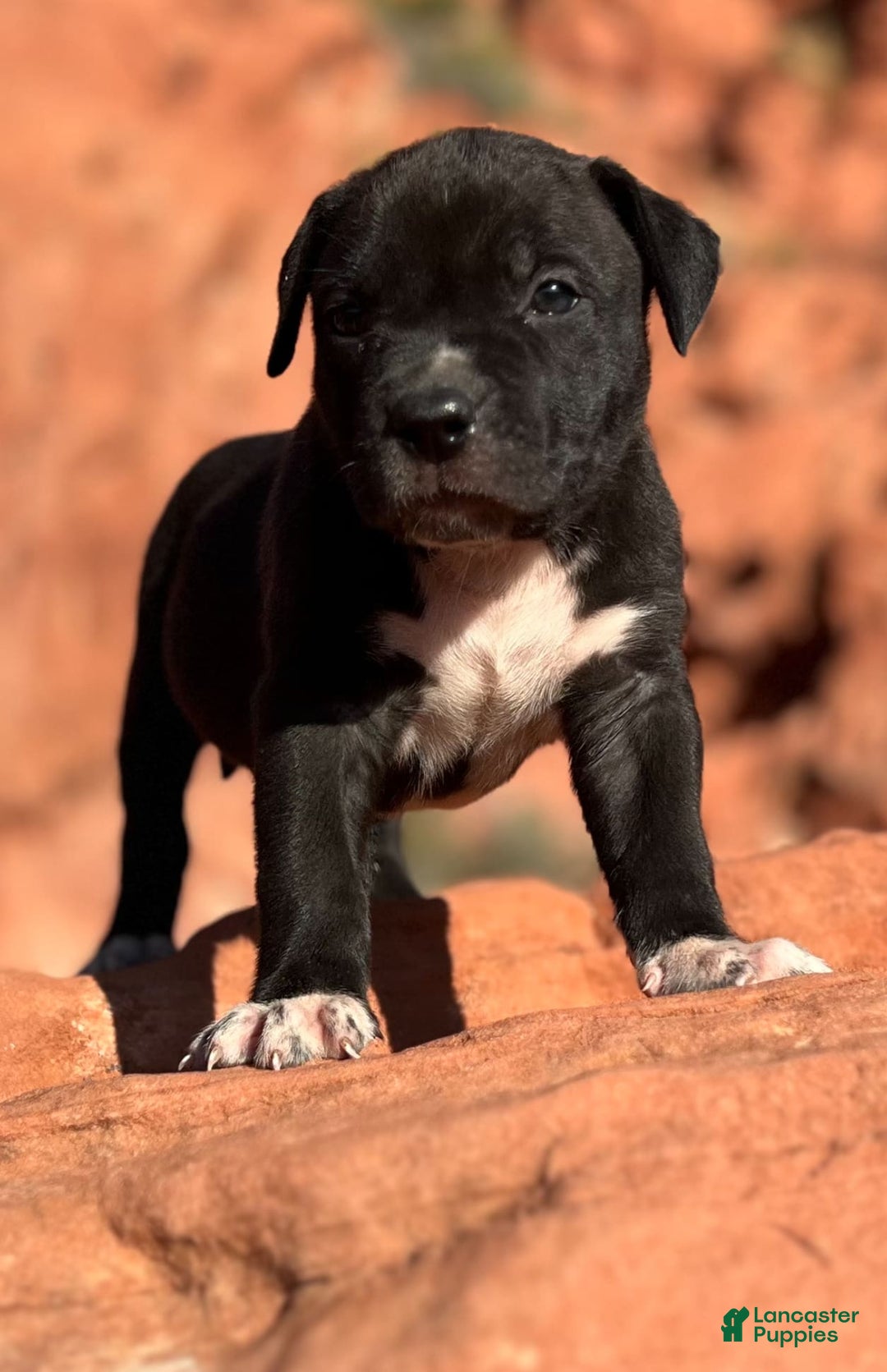 American Bully dogs for sale: Rocky - Image 4