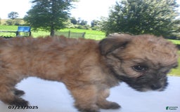 Yorkiepoo dogs for sale: Sally - Image 3