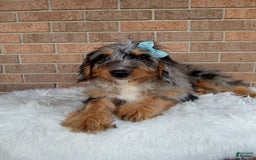 Mini Bernedoodle dogs for sale: River - Image 2