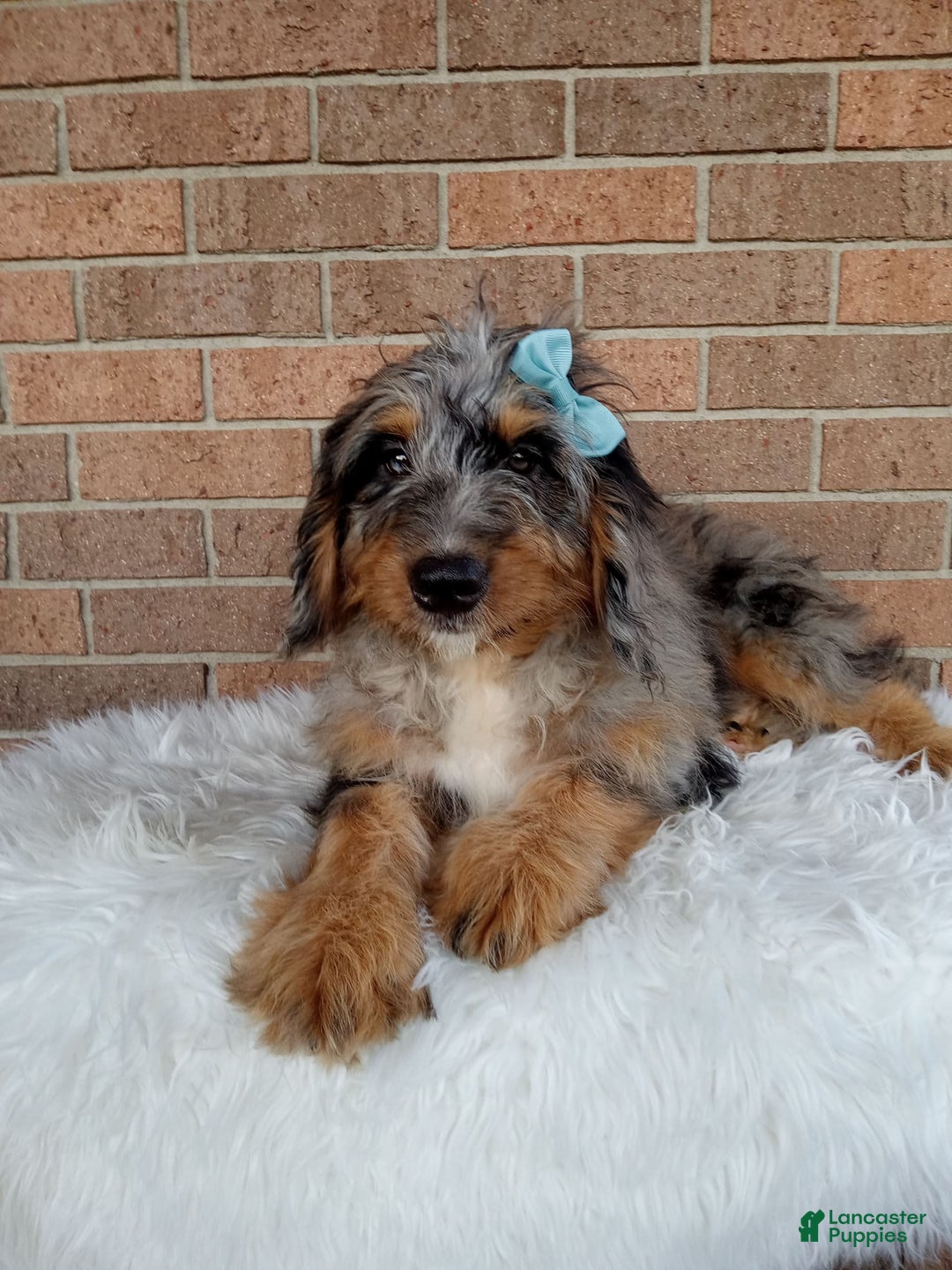 Mini Bernedoodle dogs for sale: River - Image 2