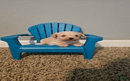 Yorkiepoo dogs for sale: Tiny - Image 4