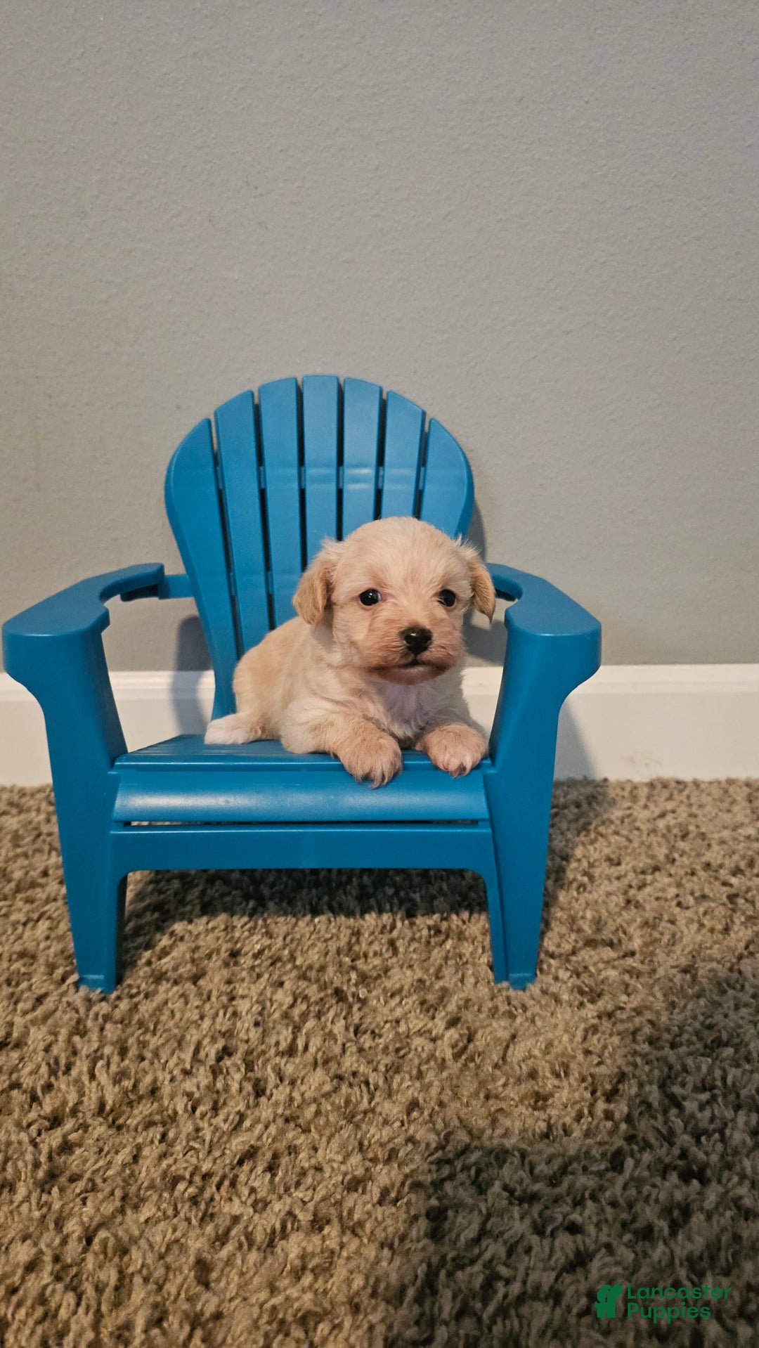 Yorkiepoo dogs for sale: Tiny - Image 4