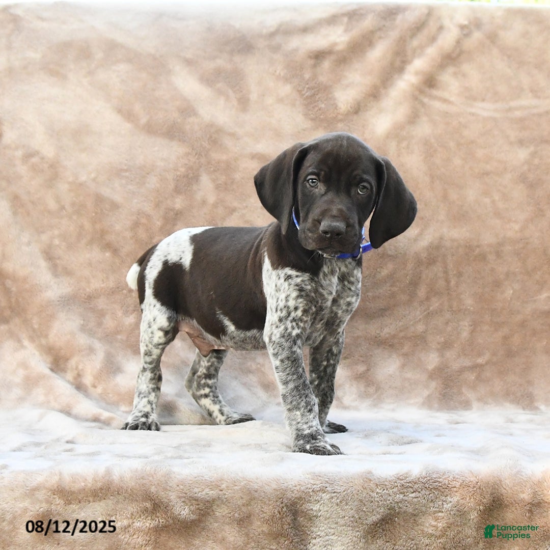 German Shorthaired Pointer dogs for sale: Washington - Image 1