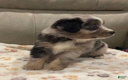 Miniature Australian Shepherd dogs for sale: Princess Elsa - Image 3