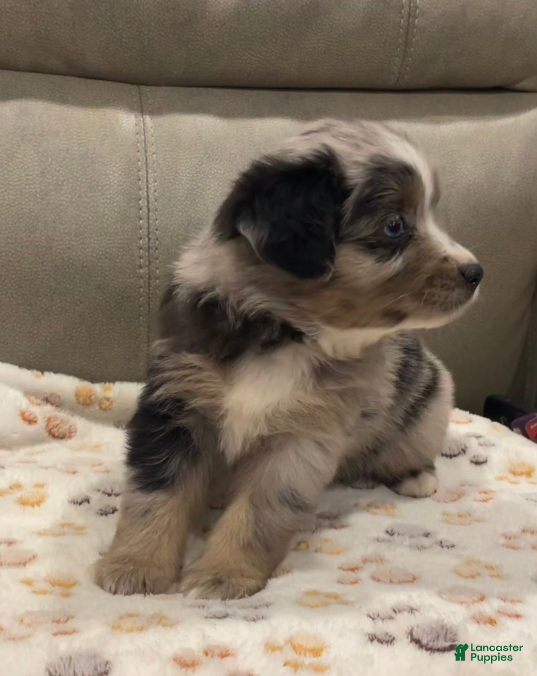 Miniature Australian Shepherd dogs for sale: Princess Elsa - Image 3