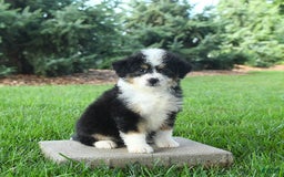 Mini Bernedoodle dogs for sale: Paris - Image 4