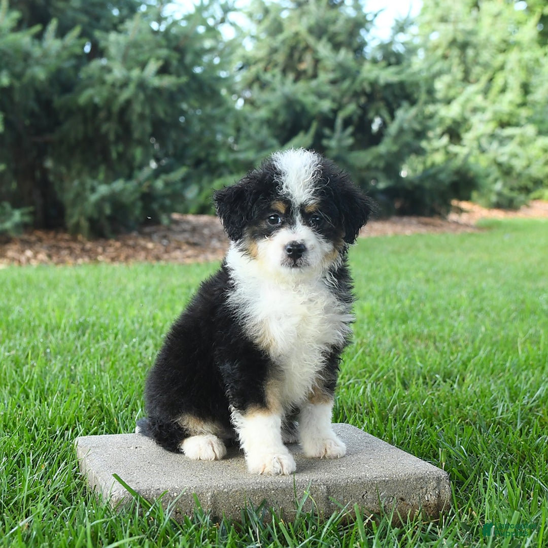 Mini Bernedoodle dogs for sale: Paris - Image 4
