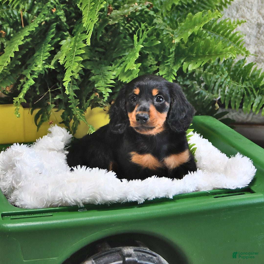 Miniature Dachshund dogs for sale: Donny - Image 3