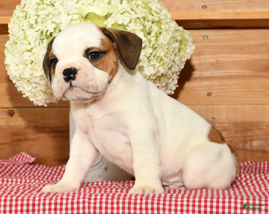 Beabull dogs for sale: Connor - Image 1