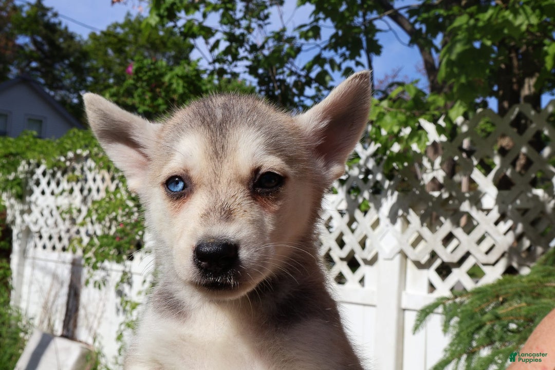 Gerberian Shepsky dogs for sale: Fawn - Image 4