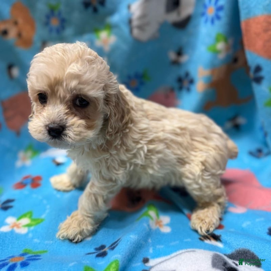 Cockapoo dogs for sale: Toy Cockapoos - Image 2