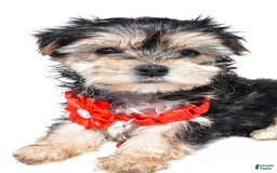 Morkie dogs for sale: Morkie 5 puppies - Image 13