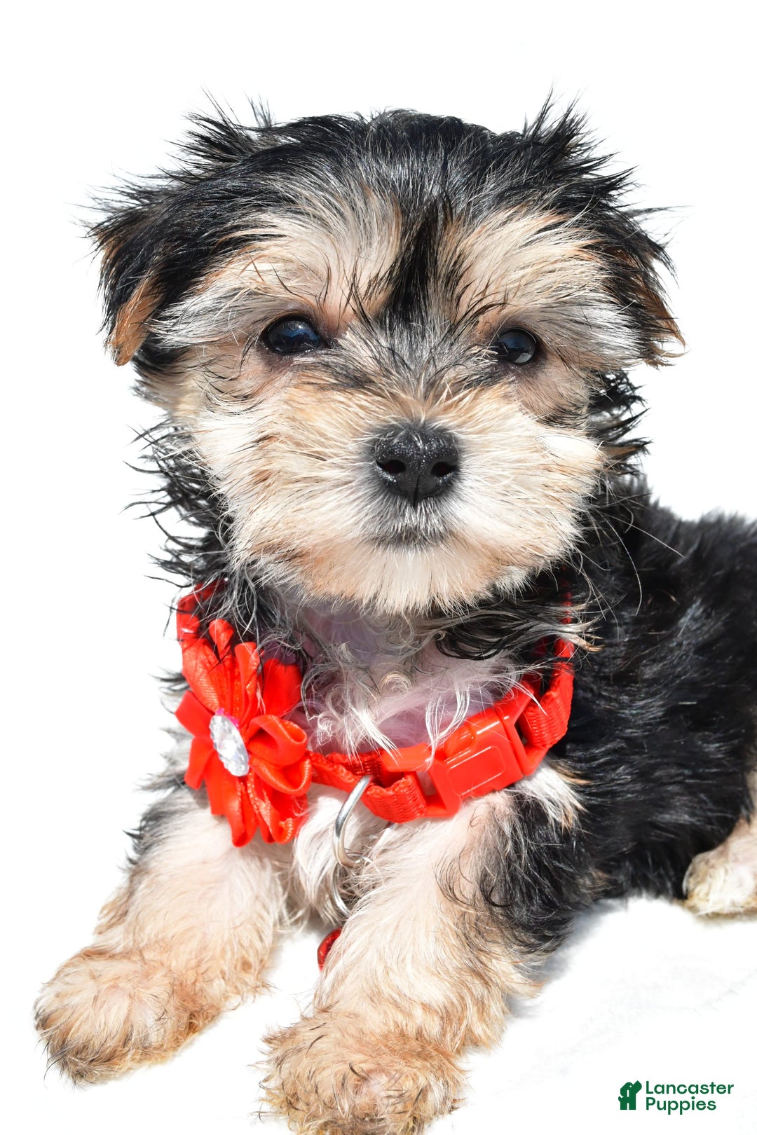 Morkie dogs for sale: Morkie 5 puppies - Image 13