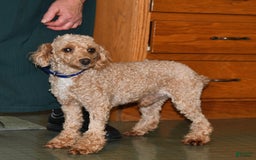 Schnoodle dogs for sale: Lily - Image 17
