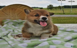 Welsh Corgi Pembroke dogs for sale: Toro - Image 7