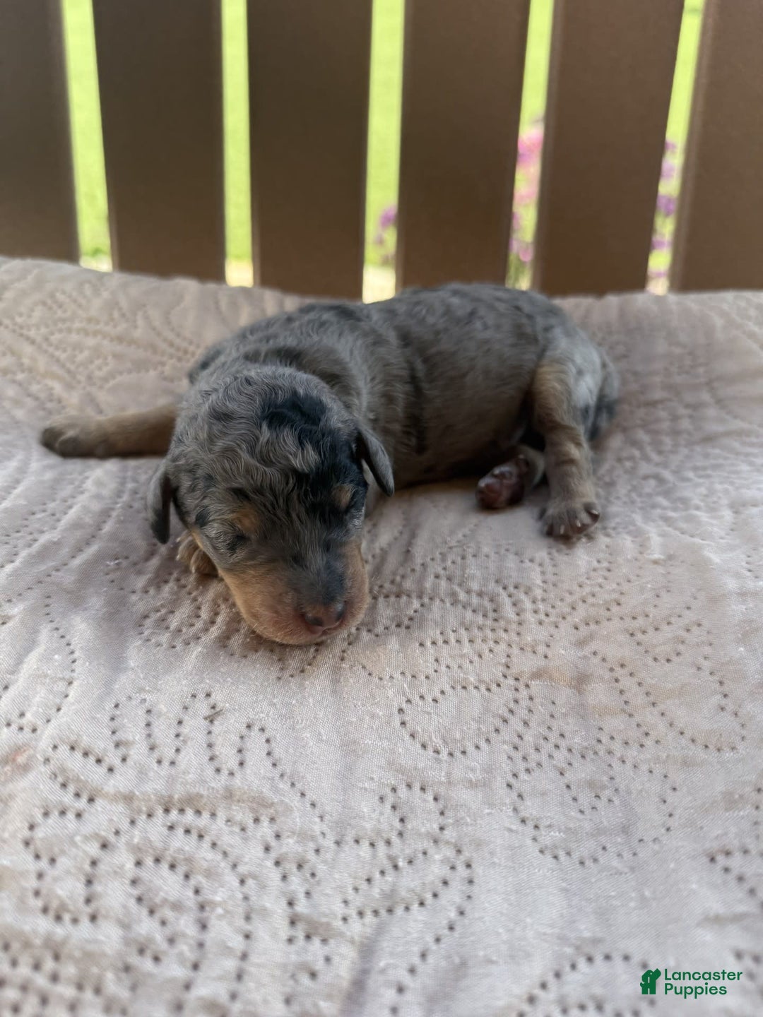 Bernedoodle dogs for sale: 1 - Image 1
