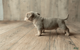 American Bully dogs for sale: Hause - Image 1