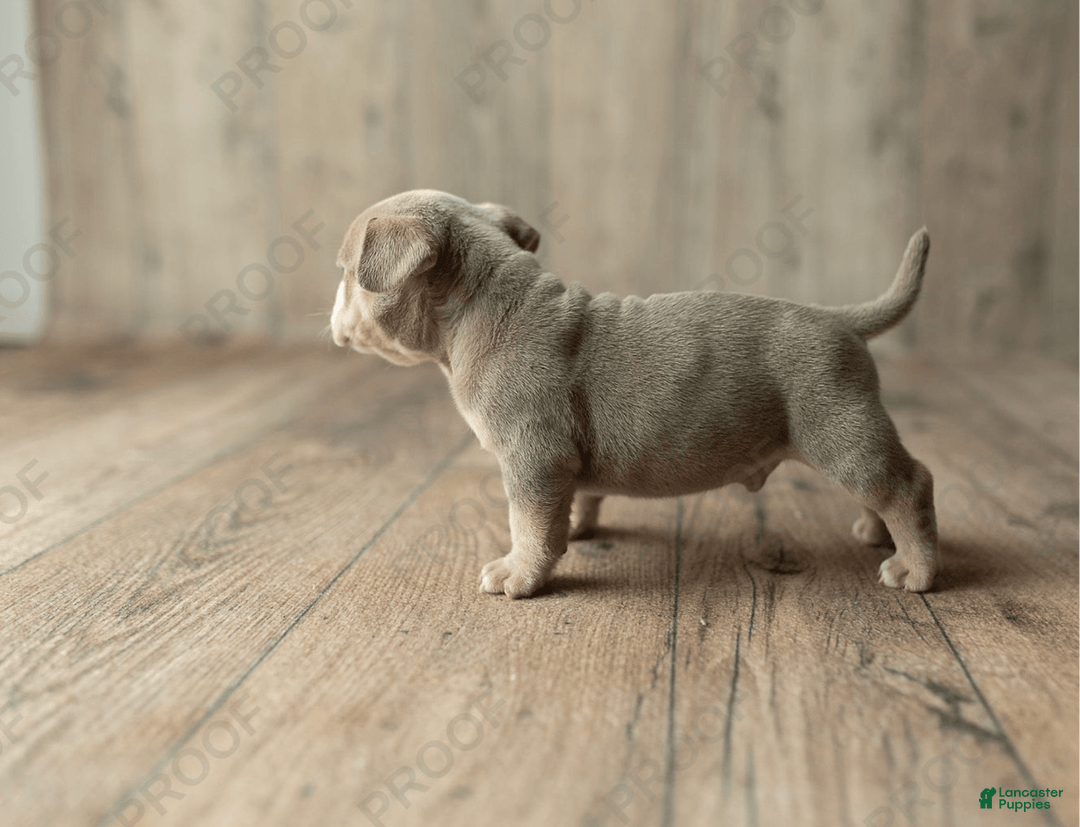 American Bully dogs for sale: Hause - Image 1
