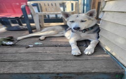 Gerberian Shepsky dogs for sale: Fawn - Image 7
