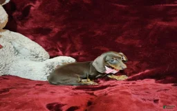 Miniature Dachshund dogs for sale: PUDDIN - Image 3