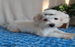 Bichpoo dogs for sale: Colby - Image 4