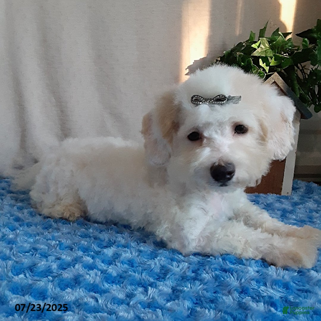 Bichpoo dogs for sale: Colby - Image 4