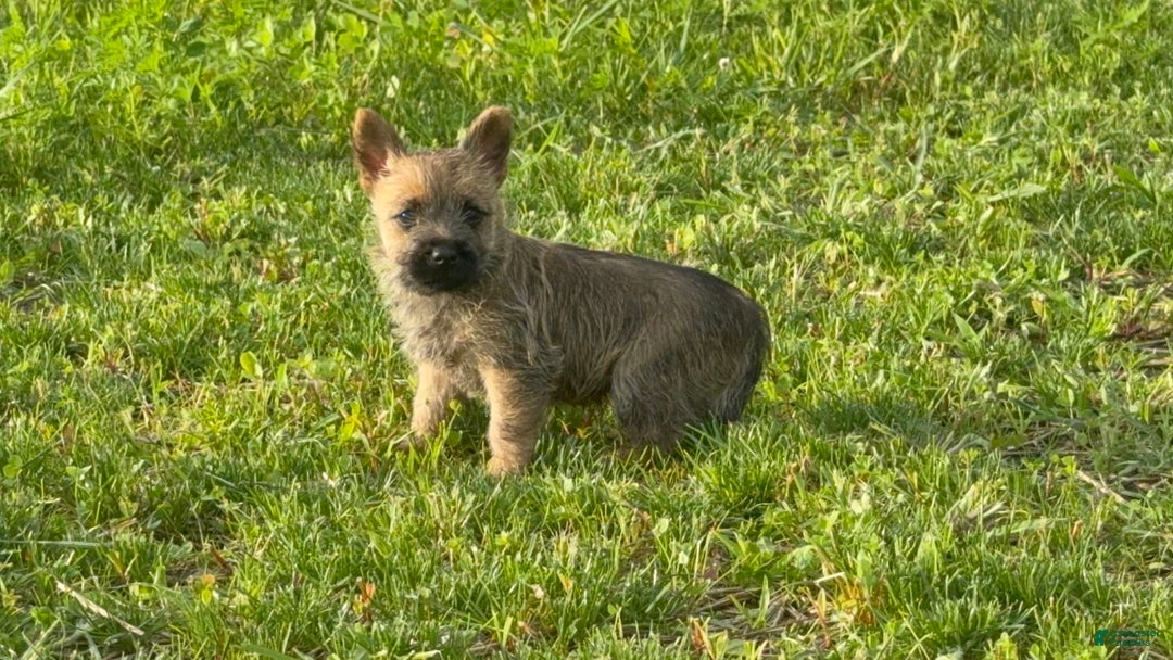 Cairn Terrier dogs for sale: Elmo - Image 1