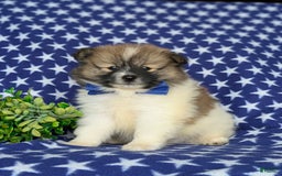 Pomeranian dogs for sale: Kemp - Image 3