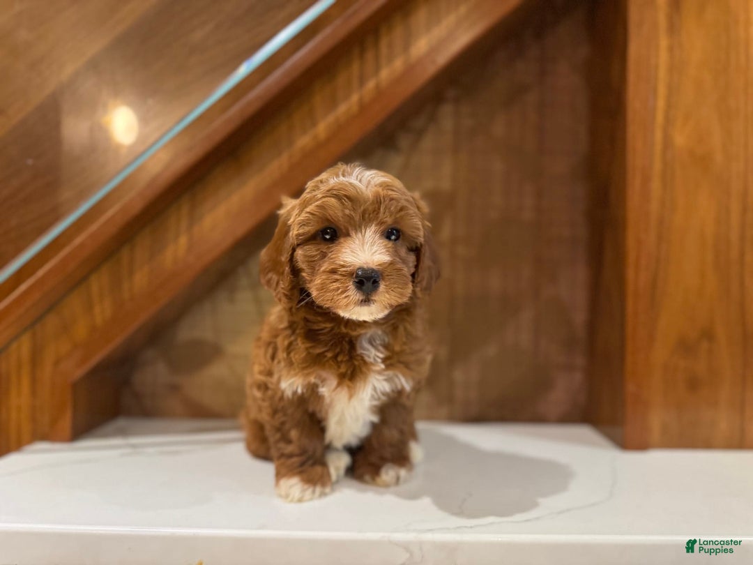 Cavapoo dogs for sale: Jake - Image 3