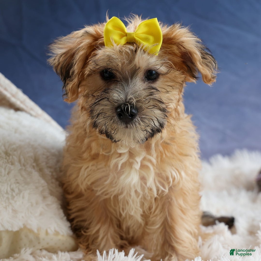 Yochon dogs for sale: Theodore - Image 17