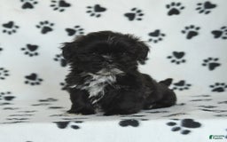 Shih Tzu dogs for sale: Fido - Image 9