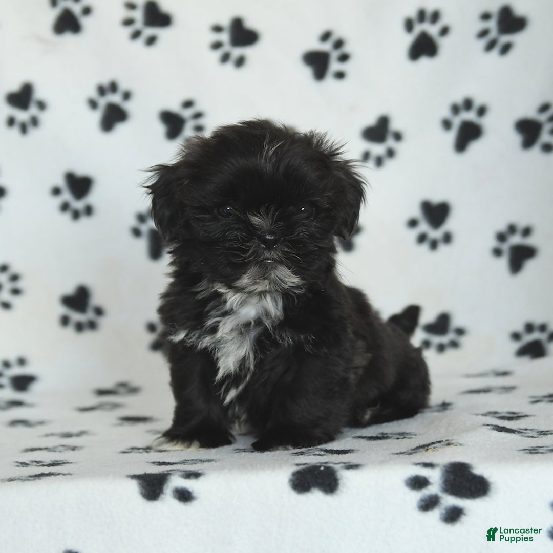 Shih Tzu dogs for sale: Fido - Image 9