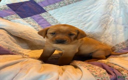Labrador Retriever dogs for sale: Max - Image 1