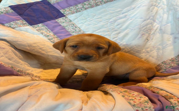 Labrador Retriever dogs for sale - Ad 5