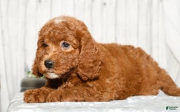 Miniature Poodle dogs for sale: Zuri - Image 2