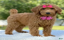 Goldendoodle dogs for sale: Casey - Image 7