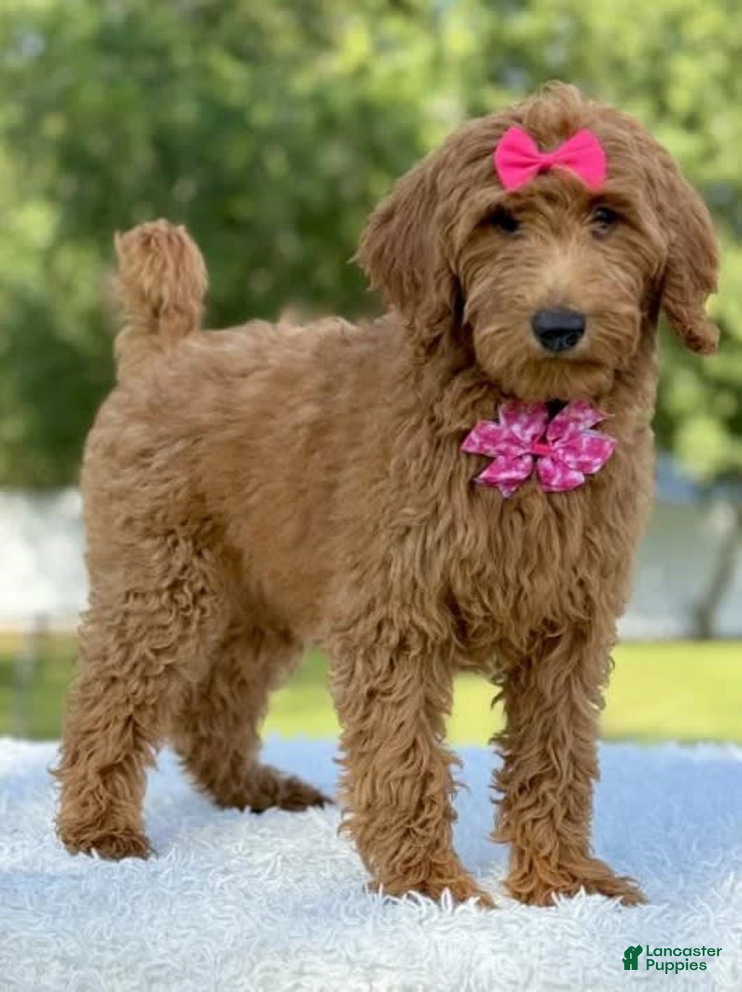 Goldendoodle dogs for sale: Casey - Image 7