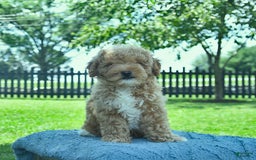 Mini Goldendoodle dogs for sale: Zorro - Image 2