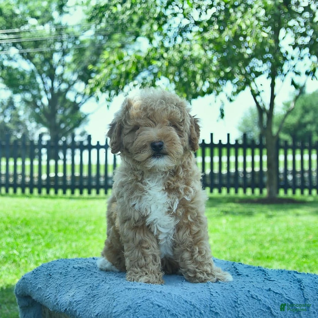 Mini Goldendoodle dogs for sale: Zorro - Image 2