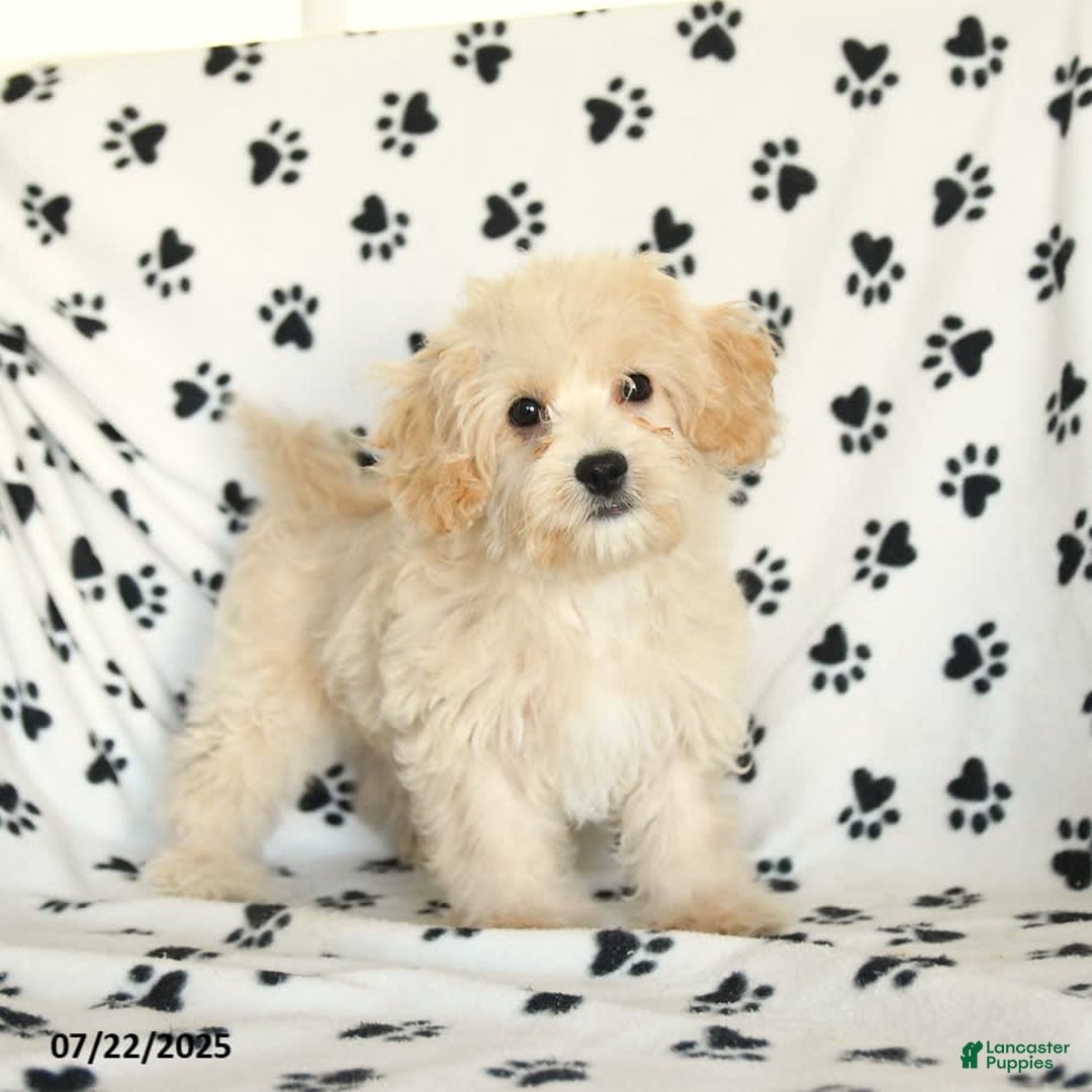 Cavapoo dogs for sale: Ace - Image 7