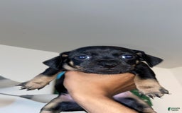 Dachshund dogs for sale: Sakura - Image 4