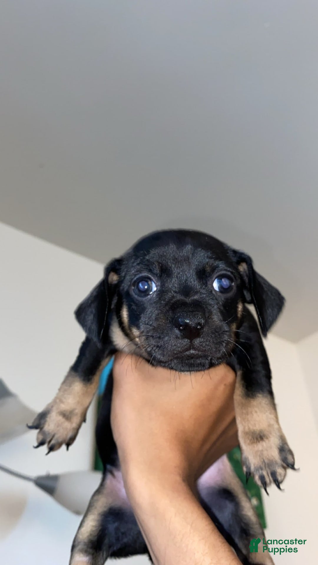 Dachshund dogs for sale: Sakura - Image 4