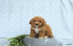 Mini Goldendoodle dogs for sale: Maverick - Image 2