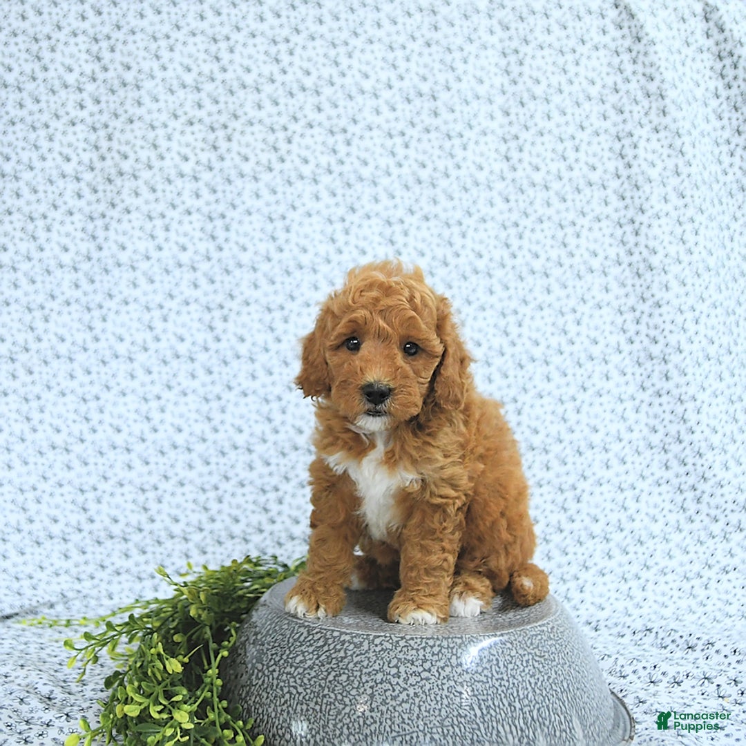 Mini Goldendoodle dogs for sale: Maverick - Image 2