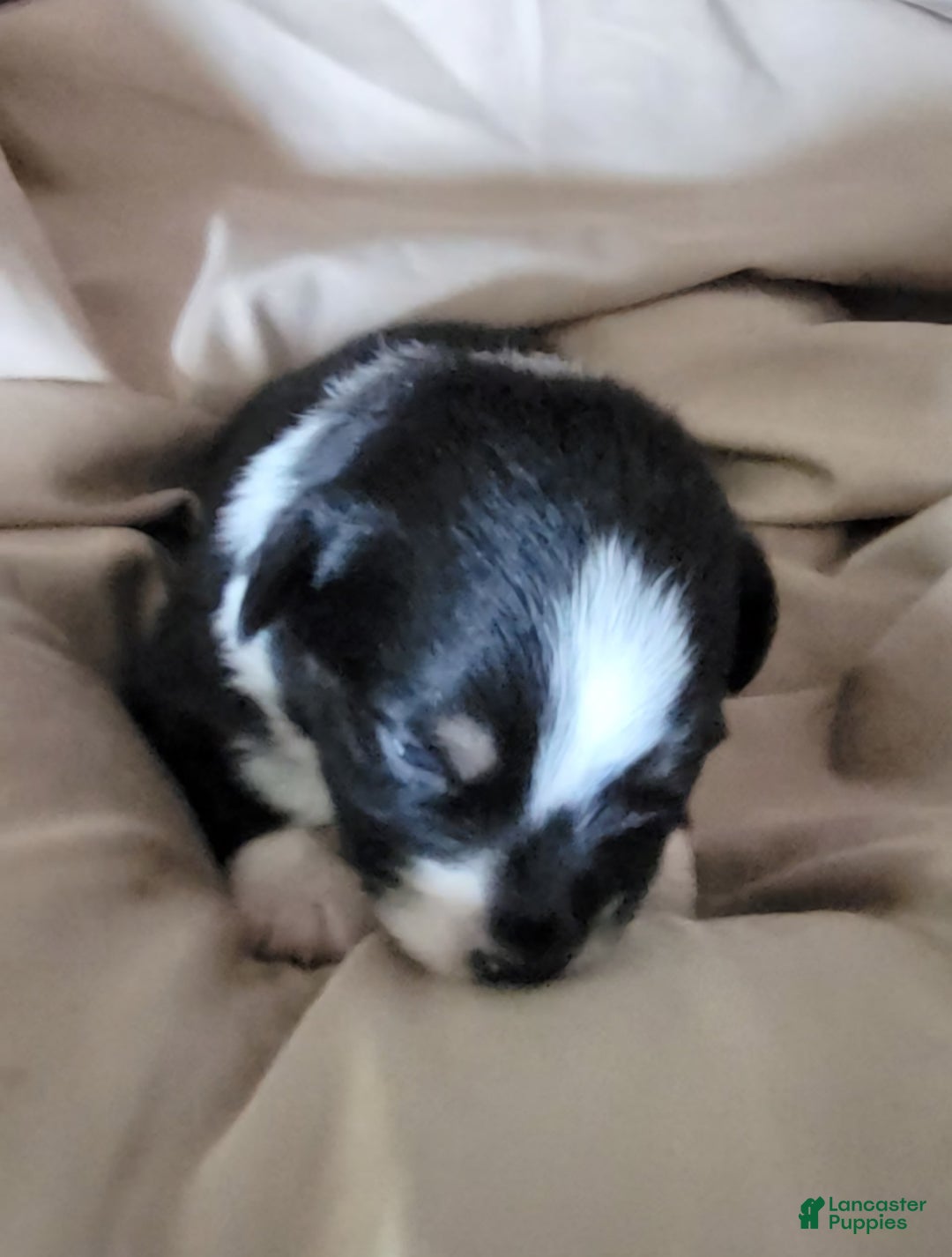 Australian Shepherd dogs for sale: Black And White - Image 4