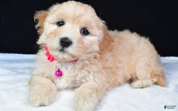 Maltipoo dogs for sale: Brook - Image 7