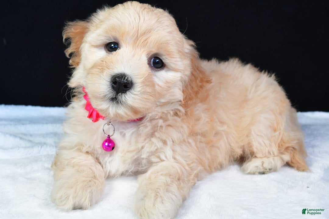 Maltipoo dogs for sale: Brook - Image 7