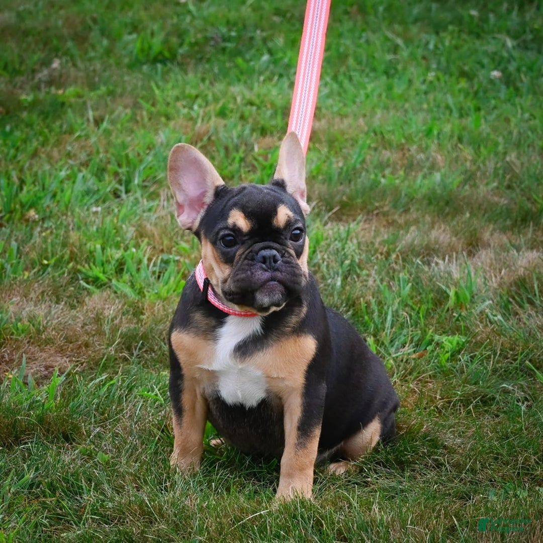 French Bulldog dogs for sale: Princess - Image 1