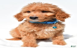 Mini Goldendoodle dogs for sale: Tessa - Image 7